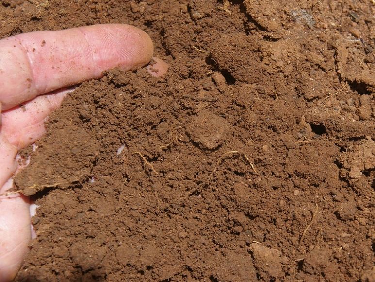 Hlinitá pôda - typy pôdy